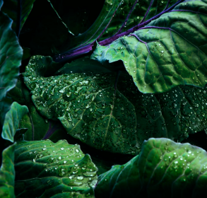 Lettuce